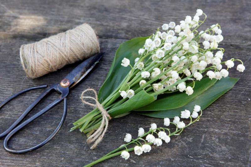Những bông hoa linh lan trắng hình chuông nhỏ, biểu tượng của sự trở về của hạnh phúc
